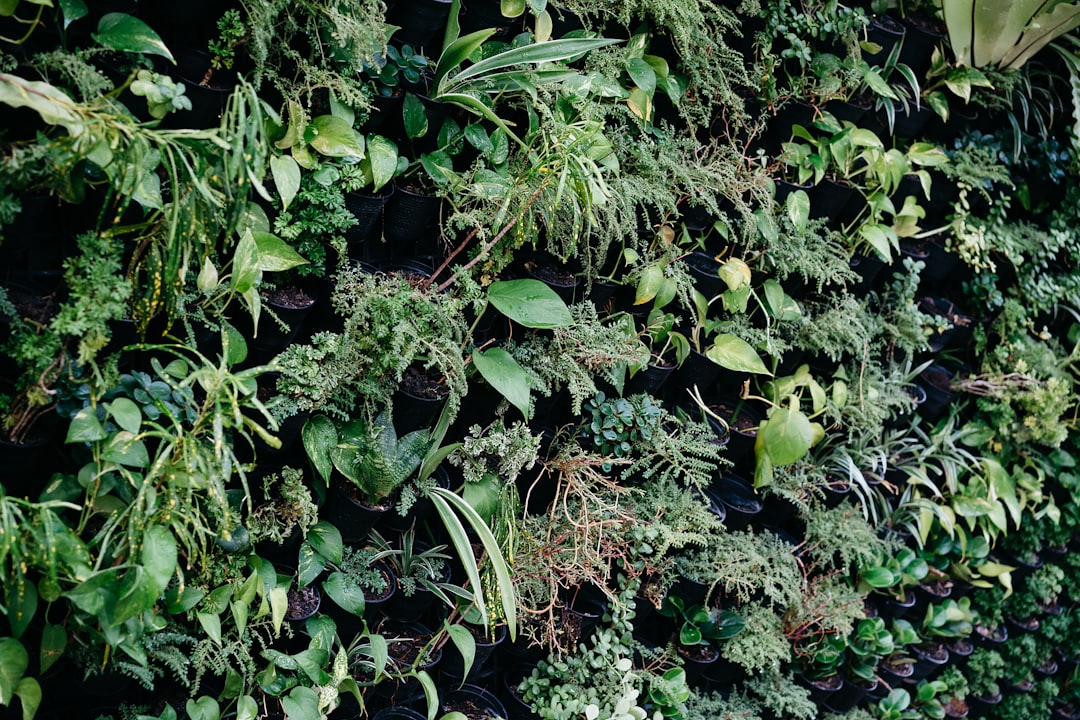 Adaptogens 101: Natural Stress Management